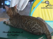 2017-09-25 Chat bengal Vladimir (6)