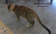 2017-09-25 Chat bengal Vladimir (7)