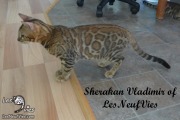 2017-09-25 Chat bengal Vladimir (8)