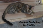 2017-09-25 Chat bengal Vladimir (9)