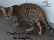 2017-10-18 Chat bengal Vladimir (1)
