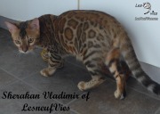 2017-10-18 Chat bengal Vladimir (2)