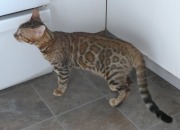 2017-10-18 Chat bengal Vladimir (3)