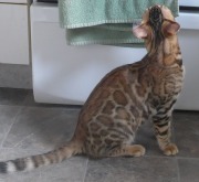 2017-10-18 Chat bengal Vladimir (4)