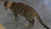 2017-10-18 Chat bengal Vladimir (5)