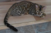2017-10-18 Chat bengal Vladimir (6)