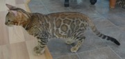 2017-10-18 Chat bengal Vladimir (7)