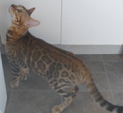 2017-10-18 Chat bengal Vladimir (8)