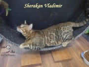 2018-02-03 Chat bengal Vladimir (2)