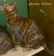 2018-09-05 Chat bengal Vladimir (1)