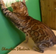2018-09-05 Chat bengal Vladimir (2)