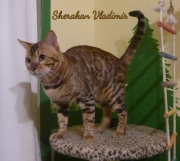 2018-09-05 Chat bengal Vladimir (3)