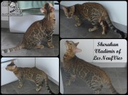 2018 Chat Bengal Vladimir (montage)