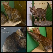2018 Chat bengal Vladimir (montage) (2)