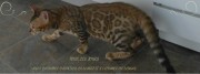 Chat bengal Vladimir