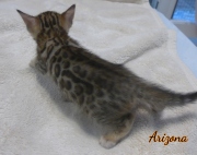 2020-01-18 Arizona, chat bengal de 1 mois (1)