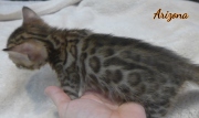 2020-01-18 Arizona, chat bengal de 1 mois (2)