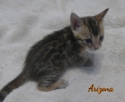 2020-01-18 Arizona, chat bengal de 1 mois (3)