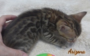 2020-01-18 Arizona, chat bengal de 1 mois (4)