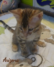 2020-02-27-Arizona-chat-bengal-de-10-semaines-3