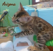 2020-03-06-Arizona-chat-bengal-de-11-semaines-1