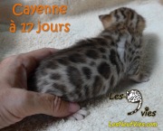 2016-07-19 Cayenne (12)