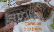 2016-07-19 Cayenne (26)
