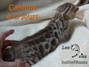 2016-07-19 Cayenne (28)
