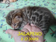2016-07-19 Jalapeno (12)