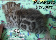 2016-07-19 Jalapeno (19)