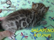 2016-07-19 Jalapeno (21)