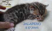 2016-07-19 Jalapeno (23)