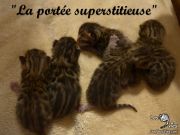 2015-11-22 La portée superstitieuse (2)