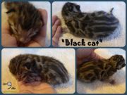 Black Cat montage