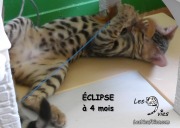 Chat-bengal-ÉCLIPSE 2016-03-08 (15)