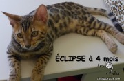 Chat-bengal-ÉCLIPSE 2016-03-08 (19)