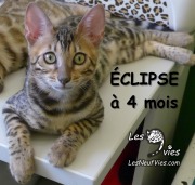 Chat-bengal-ÉCLIPSE 2016-03-08 (25)