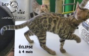 Chat-bengal-ÉCLIPSE 2016-03-08 (3)