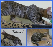 Chat-bengal-Montage-TALISMAN 2016-03-07