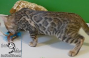 Chat-bengal-Talisman 2016-02-29 WEB (7)