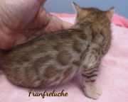 2021-06-25-4-semaines-Fanfreluche-chaton-bengal-1