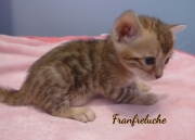 2021-06-25-4-semaines-Fanfreluche-chaton-bengal-2