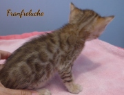 2021-06-25-4-semaines-Fanfreluche-chaton-bengal-3