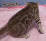 2021-06-25-4-semaines-Fanfreluche-chaton-bengal-4