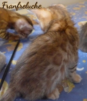 2021-07-17-7-semaines-Franfreluche-chaton-bengal-1