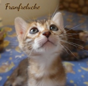 2021-07-17-7-semaines-Franfreluche-chaton-bengal-2