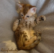 2021-07-17-7-semaines-Franfreluche-chaton-bengal-3