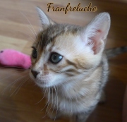 2021-07-17-7-semaines-Franfreluche-chaton-bengal-4