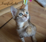 2021-07-17-7-semaines-Franfreluche-chaton-bengal-5