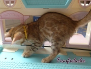 2021-08-08-10-semaines-Fanfreluche-chaton-bengal-1